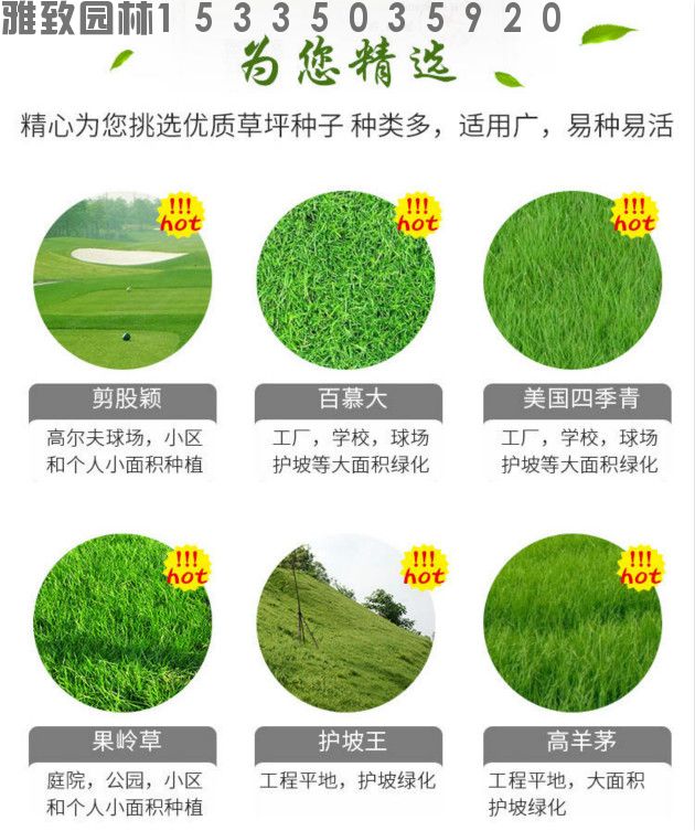 高羊茅草籽(图1)