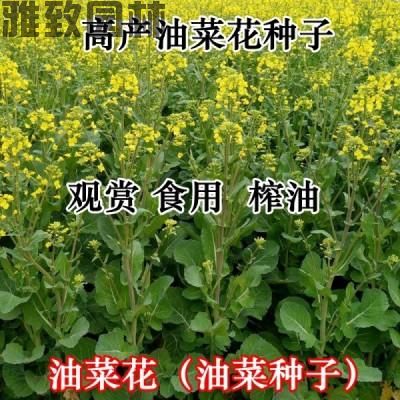 油菜种子