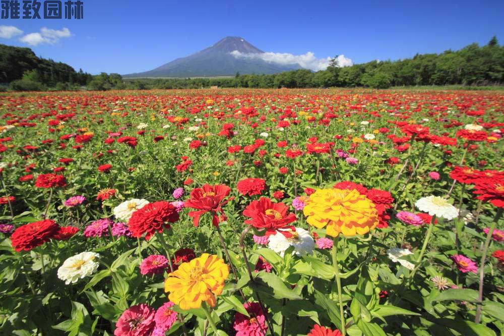 百日草（百日菊）(图3)