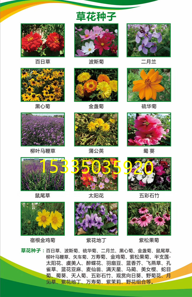 波斯菊（格桑花）(图1)